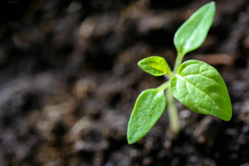 plantes