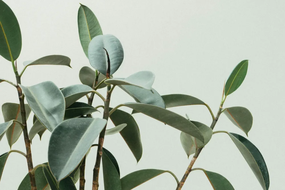 plantes-interieur-2