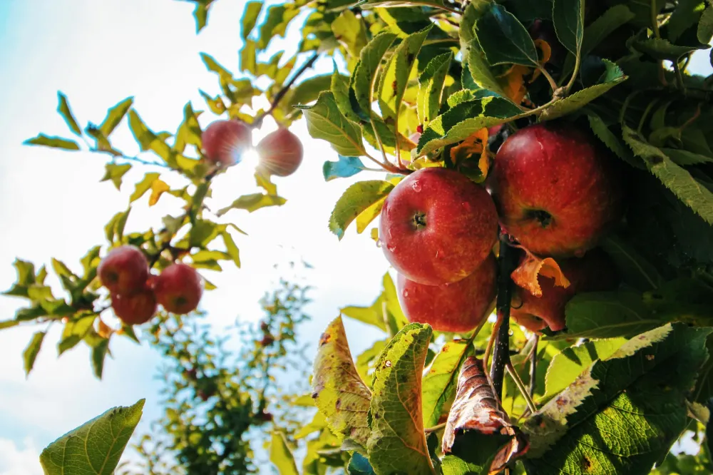arbres-fruitiers