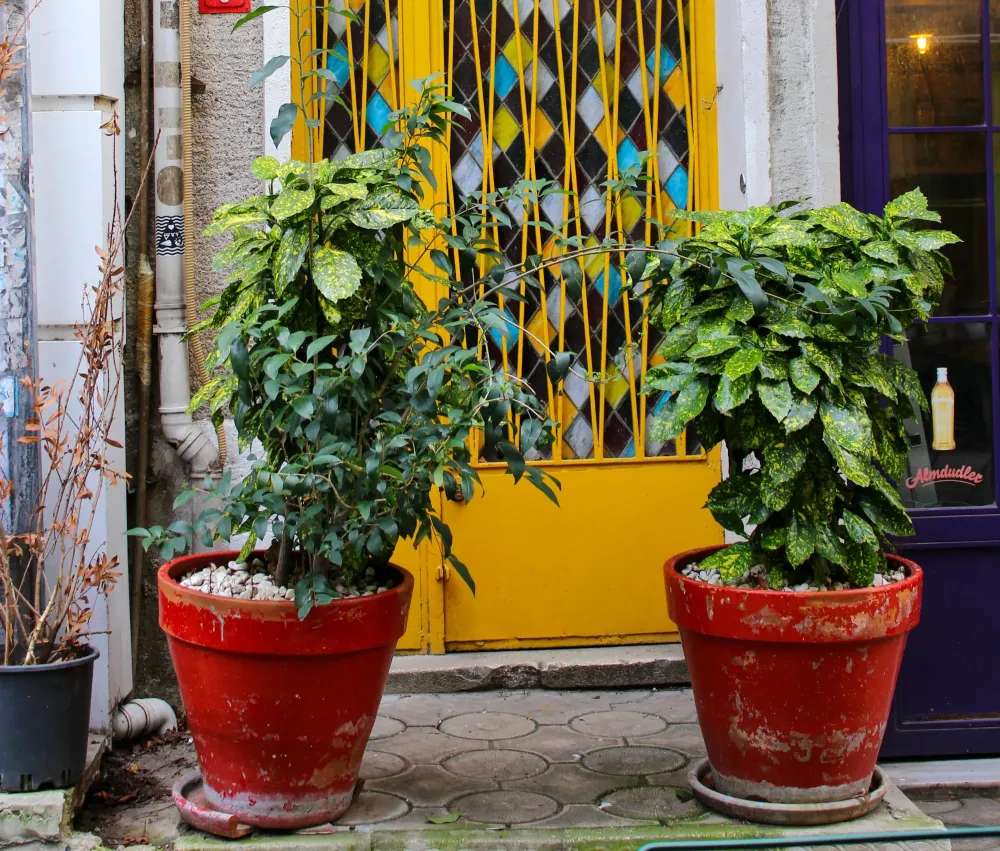 plantes-exterieur