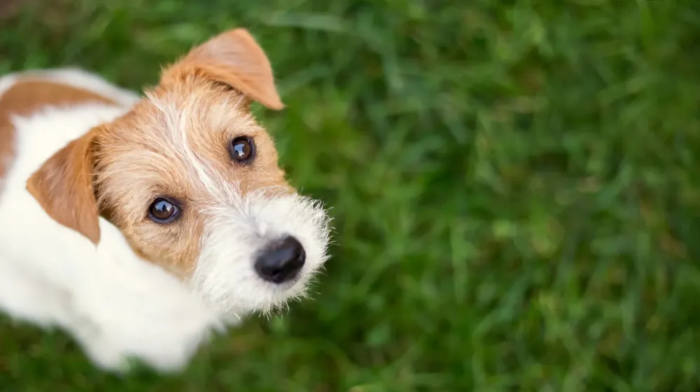 photo-chien-1