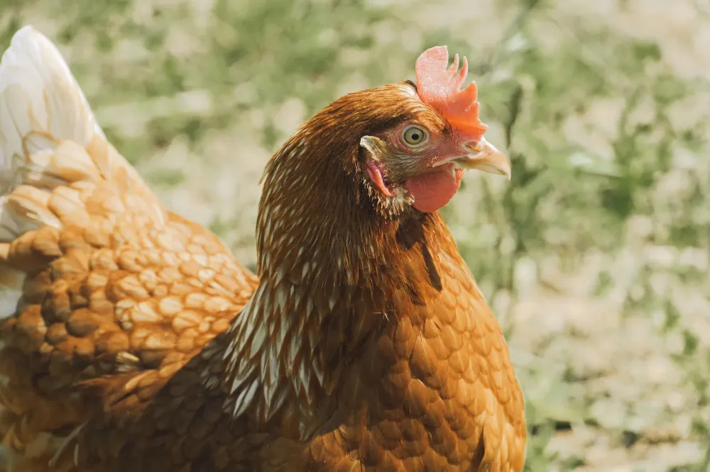 poule-basse-cours