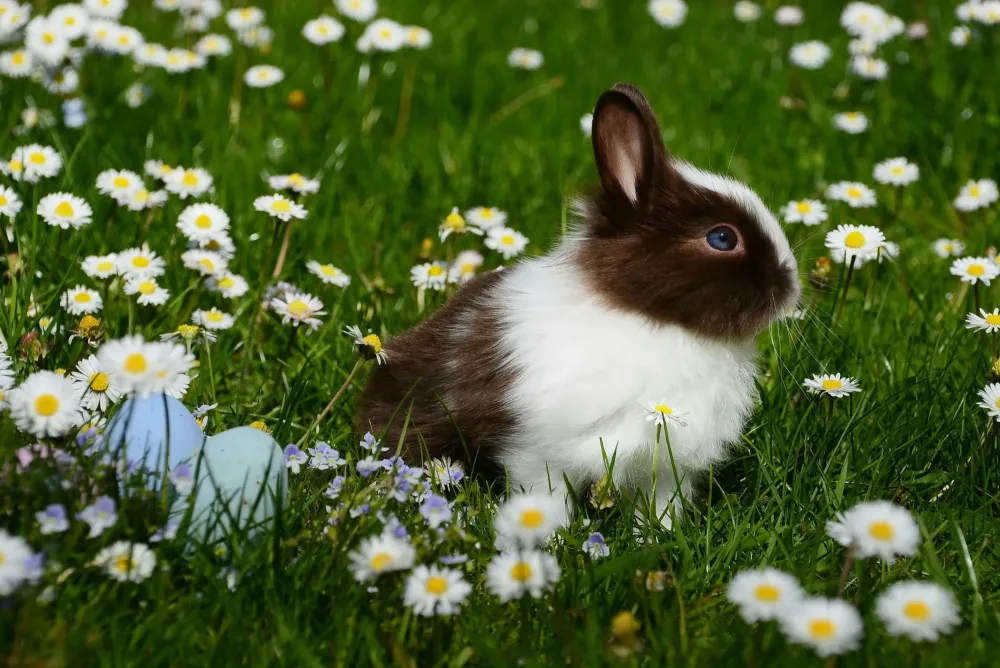 lapins